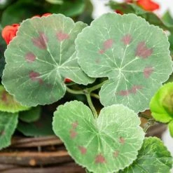 Geranium Artificial Hanging Basket -Cheap PLANTERS Store DF2786 add image 3 fb47