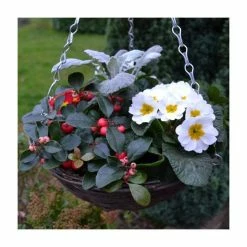 30cm Pre-Planted Christmas Hanging Basket | Viola, Primula, Cineraria and Gaultheria Plants 7 30cm Pre-Planted Christmas Hanging Basket | Viola, Primula, Cineraria and Gaultheria Plants -Cheap PLANTERS Store PL50171 add image 1 1072