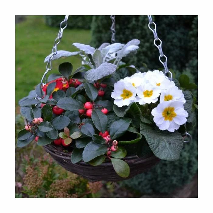 30cm Pre-Planted Christmas Hanging Basket | Viola, Primula, Cineraria and Gaultheria Plants 3 30cm Pre-Planted Christmas Hanging Basket | Viola, Primula, Cineraria and Gaultheria Plants - Image 3