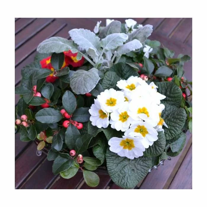 30cm Pre-Planted Christmas Hanging Basket | Viola, Primula, Cineraria and Gaultheria Plants 4 30cm Pre-Planted Christmas Hanging Basket | Viola, Primula, Cineraria and Gaultheria Plants - Image 4