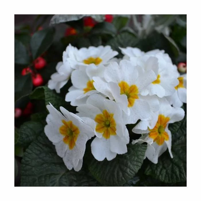 30cm Pre-Planted Christmas Hanging Basket | Viola, Primula, Cineraria and Gaultheria Plants 2 30cm Pre-Planted Christmas Hanging Basket | Viola, Primula, Cineraria and Gaultheria Plants - Image 2