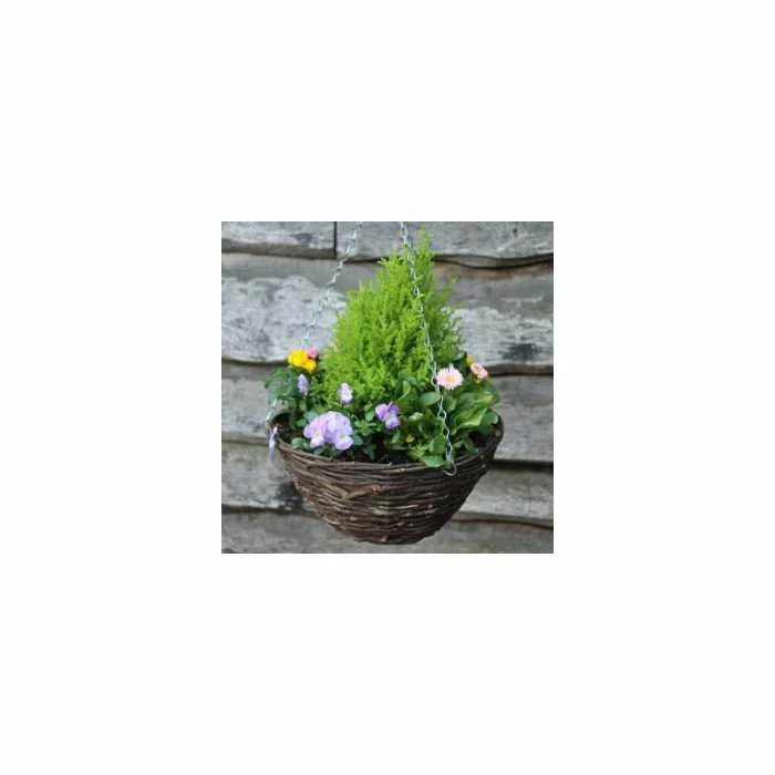 30cm Pre-Planted Spring Hanging Basket | Bellis, Viola, Erysimum, Pansy, & Conifer Plants 2 30cm Pre-Planted Spring Hanging Basket | Bellis, Viola, Erysimum, Pansy, & Conifer Plants - Image 2