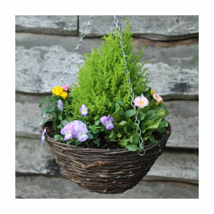 30cm Pre-Planted Spring Hanging Basket | Bellis, Viola, Erysimum, Pansy, & Conifer Plants 1 30cm Pre-Planted Spring Hanging Basket | Bellis, Viola, Erysimum, Pansy, & Conifer Plants