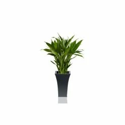 H31cm Black Square Flared Planter - By Primroseâ„¢