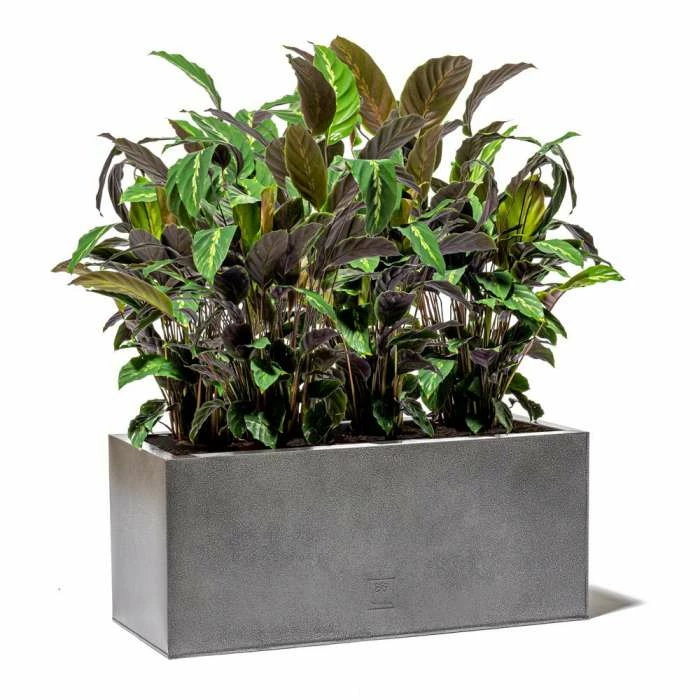 75cm Trough Zinc Silver & Black Textured Dipped Galvanised Planter 4 75cm Trough Zinc Silver & Black Textured Dipped Galvanised Planter - Image 4