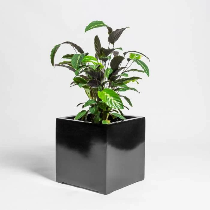 70cm Black Gloss Polystone Cube Planter 1 70cm Black Gloss Polystone Cube Planter