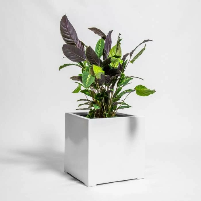 40cm White Gloss Polystone Cube Planter 1 40cm White Gloss Polystone Cube Planter
