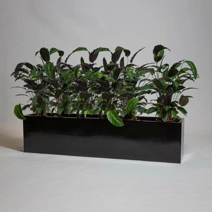150cm Black Gloss Polystone Low Trough Planter 1 150cm Black Gloss Polystone Low Trough Planter