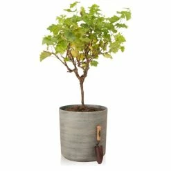 H43cm Cortina Stone Cylinder Planter - By Primrose™ -Cheap PLANTERS Store PP7783 add image 2 40ff