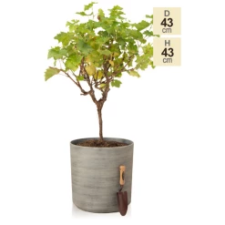 H43cm Cortina Stone Cylinder Planter - By Primrose™ -Cheap PLANTERS Store PP7783 main image 02ac