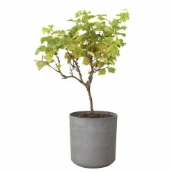 H43cm Volcanic Grey Cylinder Planter - By Primrose™ -Cheap PLANTERS Store PP7784 add image 2 9a4d