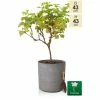 H43cm Volcanic Grey Cylinder Planter - By Primrose™