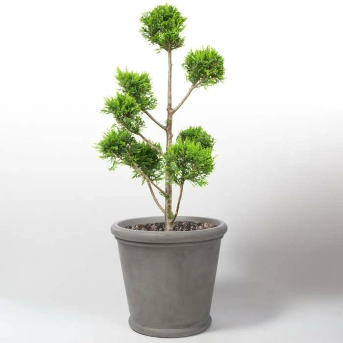 72cm Classic Rim Concrete Round Planter - Extra Large 2 72cm Classic Rim Concrete Round Planter - Extra Large - Image 2