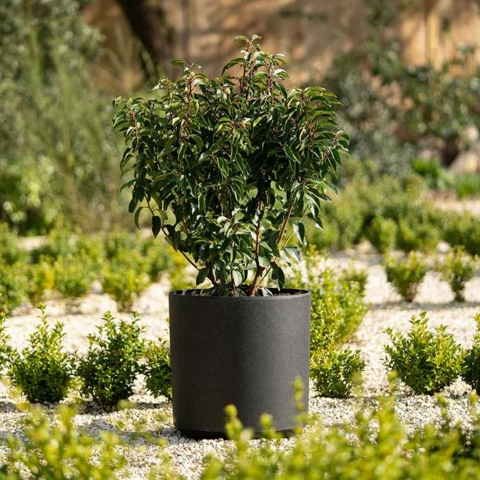 35cm Cylinder Planter in Black 2 35cm Cylinder Planter in Black - Image 2