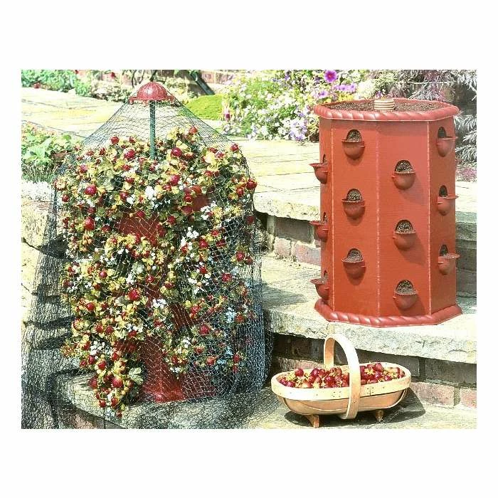 Strawberry Fruit Planter Barrel 1 Strawberry Fruit Planter Barrel