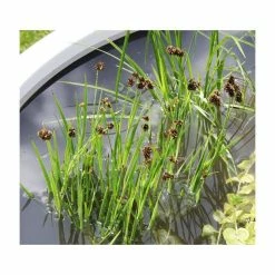 H34cm Black Pond-In-A-Pot Wildlife-Friendly Solar Water Feature 15 H34cm Black Pond-In-A-Pot Wildlife-Friendly Solar Water Feature -Cheap PLANTERS Store WF10094SOL add image 5 b1a1