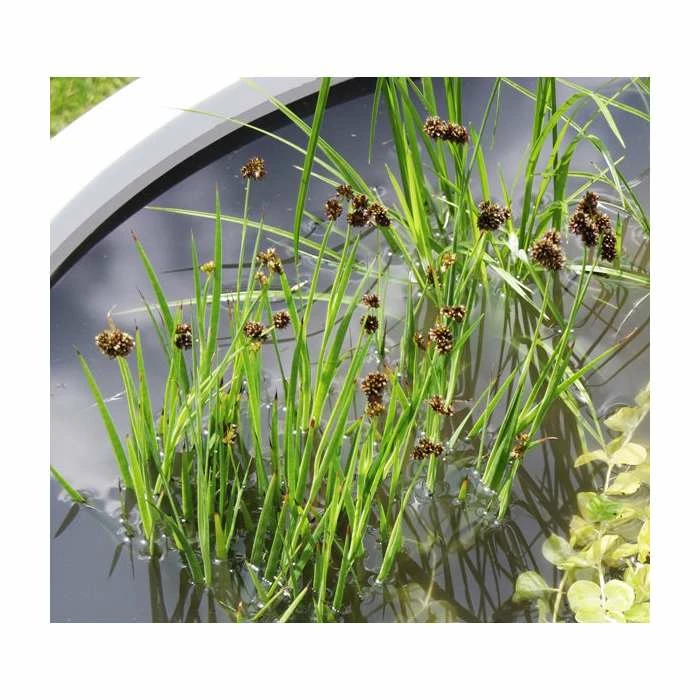 H34cm Black Pond-In-A-Pot Wildlife-Friendly Solar Water Feature 6 H34cm Black Pond-In-A-Pot Wildlife-Friendly Solar Water Feature - Image 6