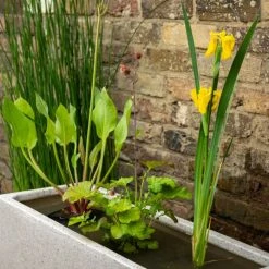 W80cm 'Pond in a Pot' Trough White Fibreglass Planter -Cheap PLANTERS Store WF9901 add image 1 4dd2