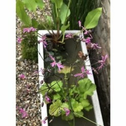 W80cm 'Pond in a Pot' Trough White Fibreglass Planter -Cheap PLANTERS Store WF9901 add image 3 95cf