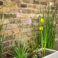 W80cm Ornamental 'Pond in a Pot' Trough White Fibreglass Planter -Cheap PLANTERS Store WF9902 add image 2 2e4a
