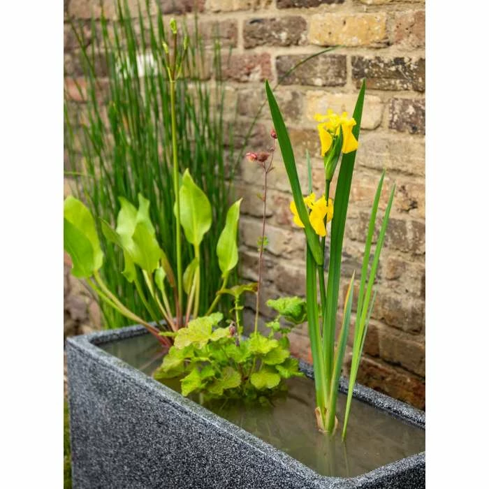 W80cm 'Pond in a Pot' Trough Black Fibreglass Planter Outdoor Use 3 W80cm 'Pond in a Pot' Trough Black Fibreglass Planter Outdoor Use - Image 3
