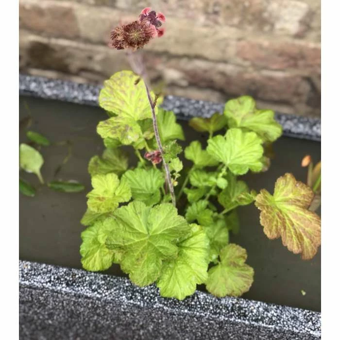 W80cm 'Pond in a Pot' Trough Black Fibreglass Planter Outdoor Use 5 W80cm 'Pond in a Pot' Trough Black Fibreglass Planter Outdoor Use - Image 5