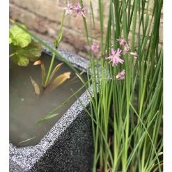 W80cm 'Pond in a Pot' Trough Black Fibreglass Planter Outdoor Use 13 W80cm 'Pond in a Pot' Trough Black Fibreglass Planter Outdoor Use -Cheap PLANTERS Store WF9903 add image 4 f39d