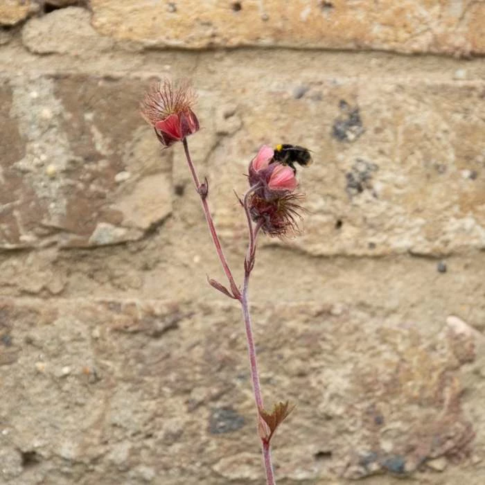 W80cm 'Pond in a Pot' Trough Black Fibreglass Planter Outdoor Use 8 W80cm 'Pond in a Pot' Trough Black Fibreglass Planter Outdoor Use - Image 8