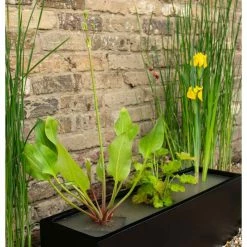 W80cm 'Pond in a Pot' Trough Black Fibreglass Planter -Cheap PLANTERS Store WF9905 add image 2 c201