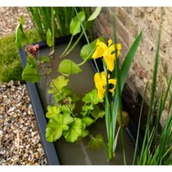H24cm Pond-In-A-Trough Black Wildlife-Friendly Zinc Planter 9 H24cm Pond-In-A-Trough Black Wildlife-Friendly Zinc Planter -Cheap PLANTERS Store WF9907 add image 1 a617