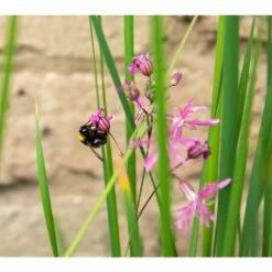 H24cm Pond-In-A-Trough Black Wildlife-Friendly Zinc Planter 11 H24cm Pond-In-A-Trough Black Wildlife-Friendly Zinc Planter -Cheap PLANTERS Store WF9907 add image 3 3d19
