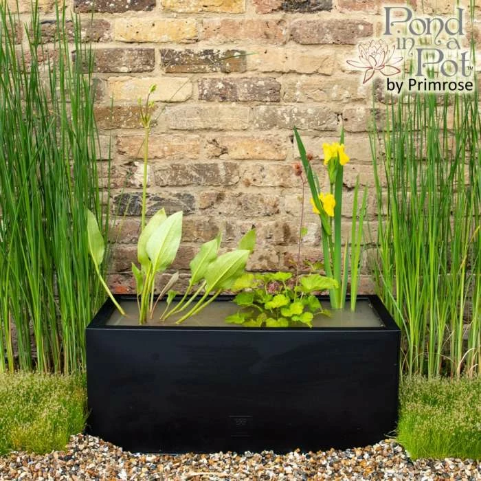 H24cm Pond-In-A-Trough Black Wildlife-Friendly Zinc Planter 1 H24cm Pond-In-A-Trough Black Wildlife-Friendly Zinc Planter